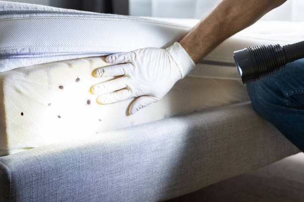 Best Ant Control Services  in Stevenson Ranch, CA