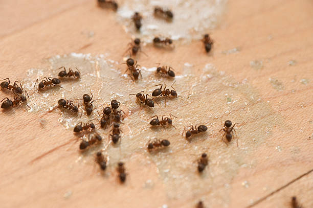  Stevenson Ranch, CA Pest Control Pros