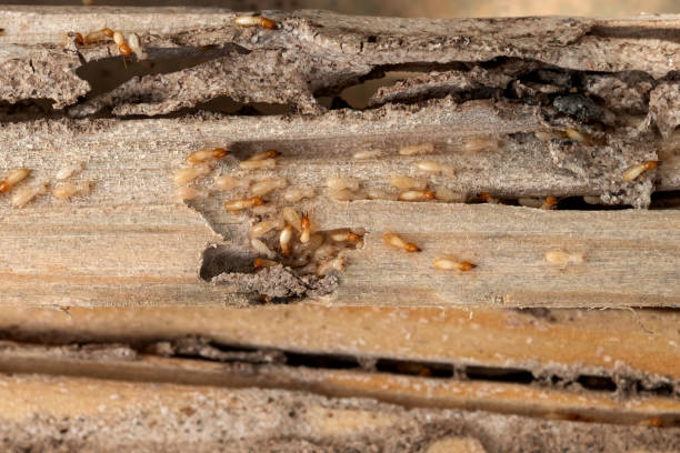 Best Local Pest Control Services  in Stevenson Ranch, CA
