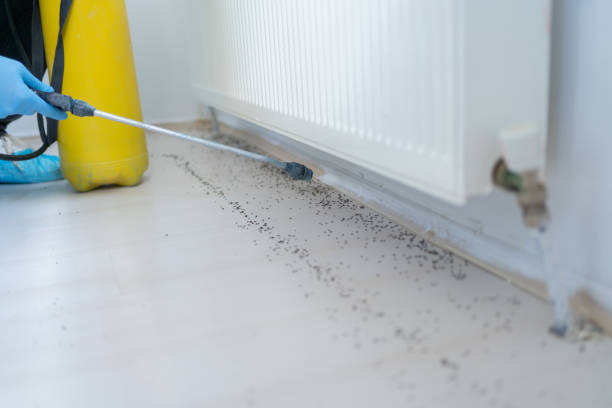 Best Affordable Pest Control Services  in Stevenson Ranch, CA